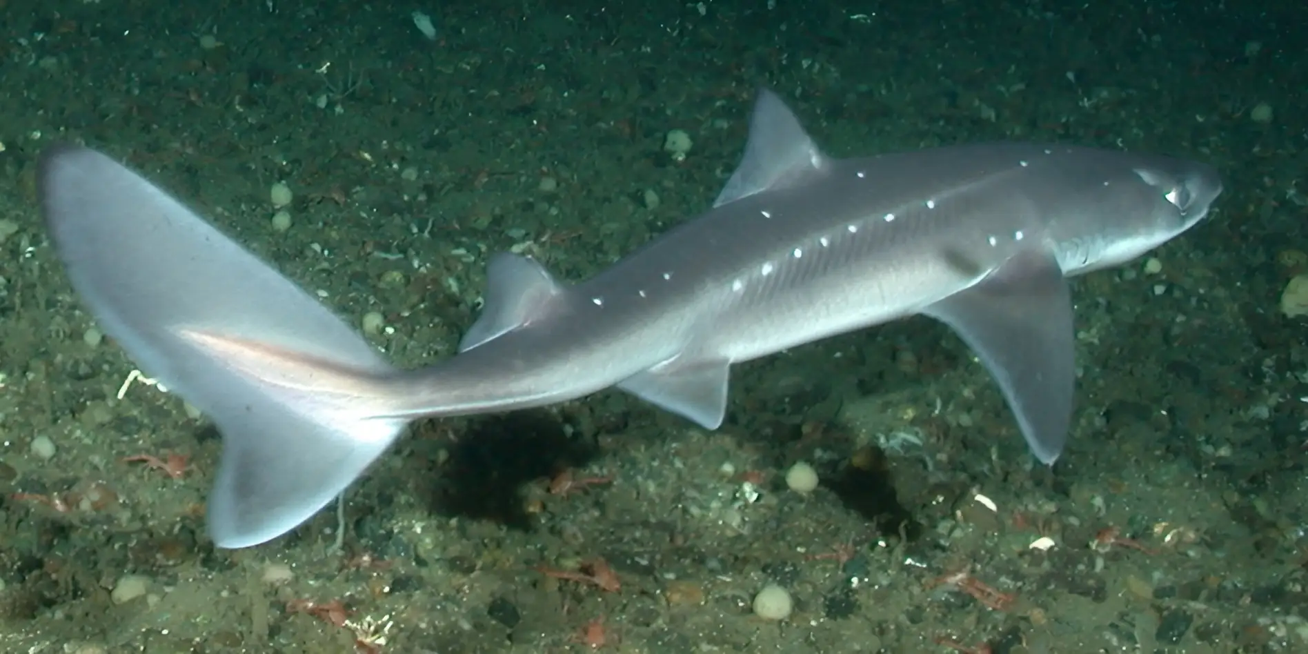 Pacific spiny dogfish Squalus suckleyi