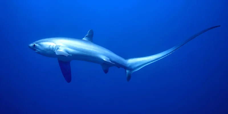 Pelagic thresher shark Alopias pelagicus in blue water