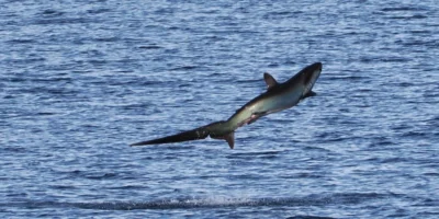 Pelagic thresher shark Alopias pelagicus jumping out of the water