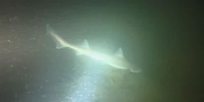 Shark illuminated by a dive light at Plompe Toren, frame from Bram Lamens’ video