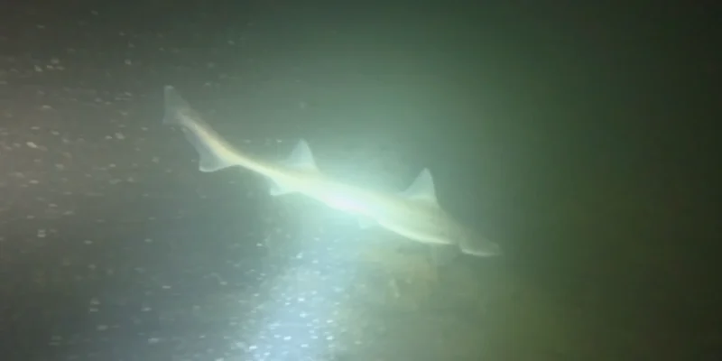Shark illuminated by a dive light at Plompe Toren, frame from Bram Lamens’ video
