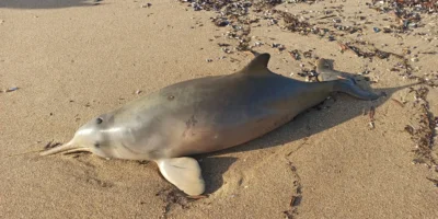 Stranded franciscana dolphin (Pontoporia blainvillei) on a beach