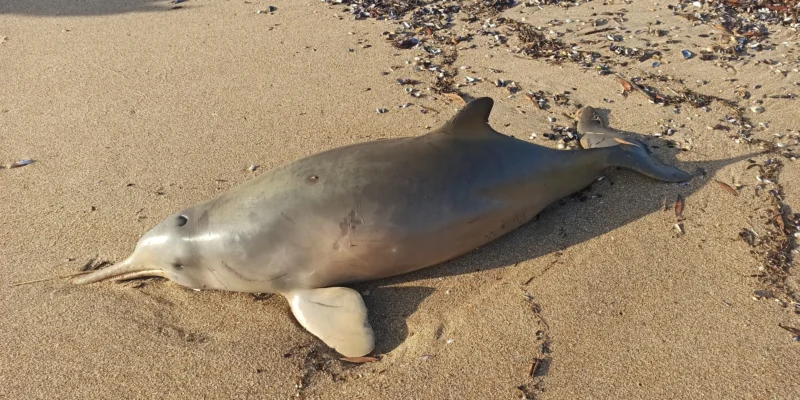 Stranded franciscana dolphin (Pontoporia blainvillei) on a beach