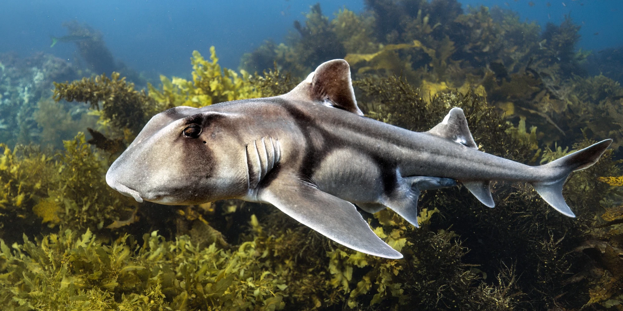 Port Jackson shark Heterodontus portusjacksoni swimming side view