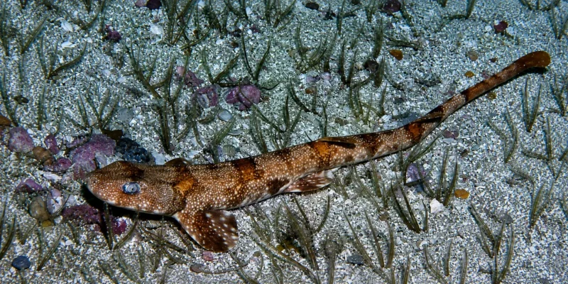 Puffadder shyshark Haploblepharus edwardsii on the seabed