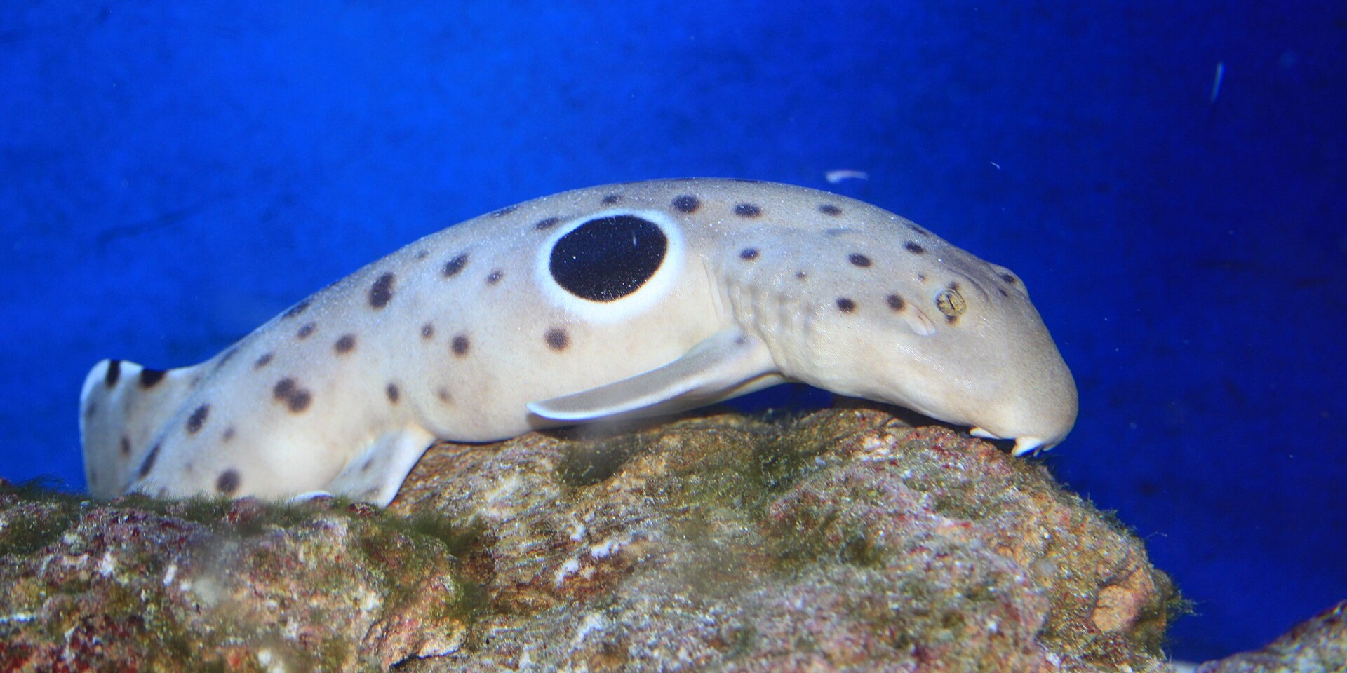 Epaulette shark Hemiscyllium ocellatum