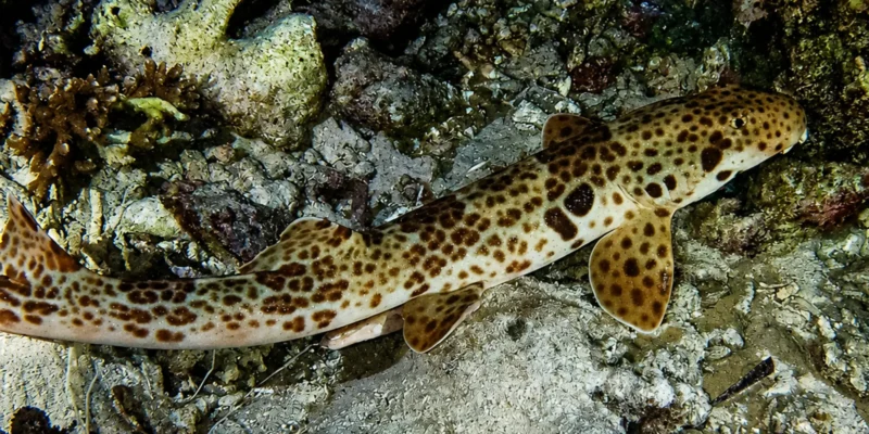 Raja Ampat epaulette shark Hemiscyllium freycineti on rocky seabed