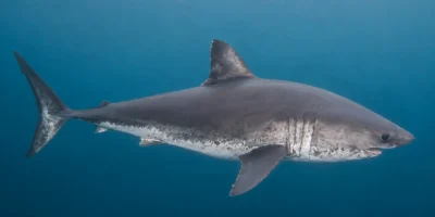 Salmon shark Lamna ditropis swimming in blue water