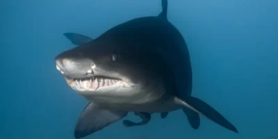Sand tiger shark Carcharias taurus from the front