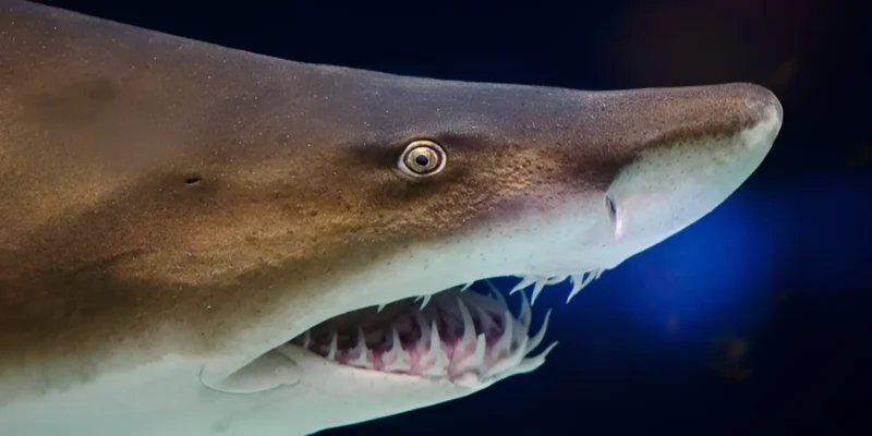 Sand tiger shark head close-up