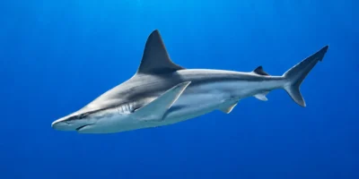 Sandbar shark Carcharhinus plumbeus in blue water