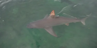 Sandbar shark near the surface at Kāneʻohe, Hawaii