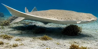 Sawback angelshark Squatina aculeata swimming over sand