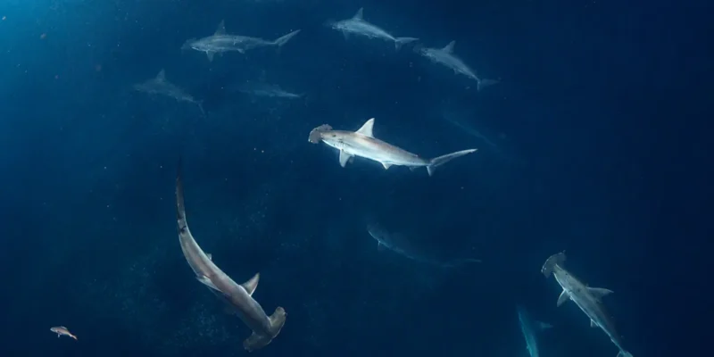 Scalloped hammerheads swimming in a circle