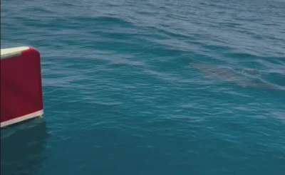 Shark beside a catamaran off Portugal's Atlantic coast