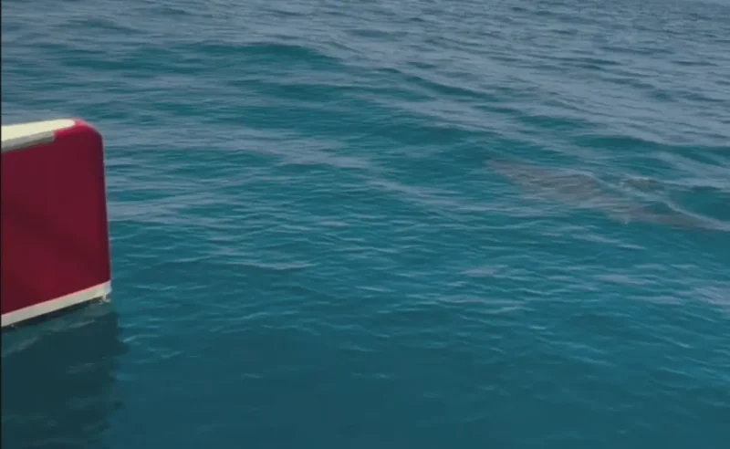 Shark beside a catamaran off Portugal's Atlantic coast