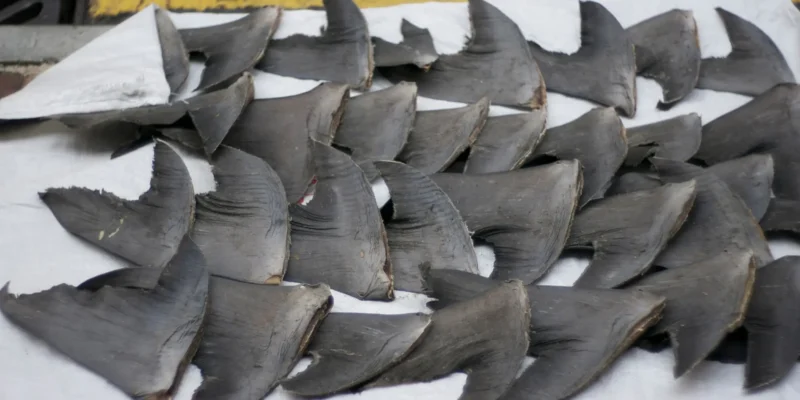 Shark fins in Hong Kong