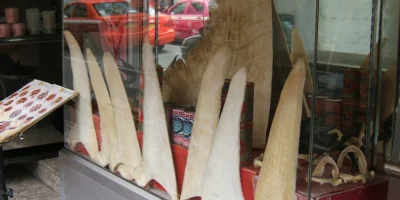 Dried shark fins displayed in a restaurant case in Bangkok's Chinatown
