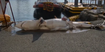 A shark lies on a harbour quay on South Korea’s east coast