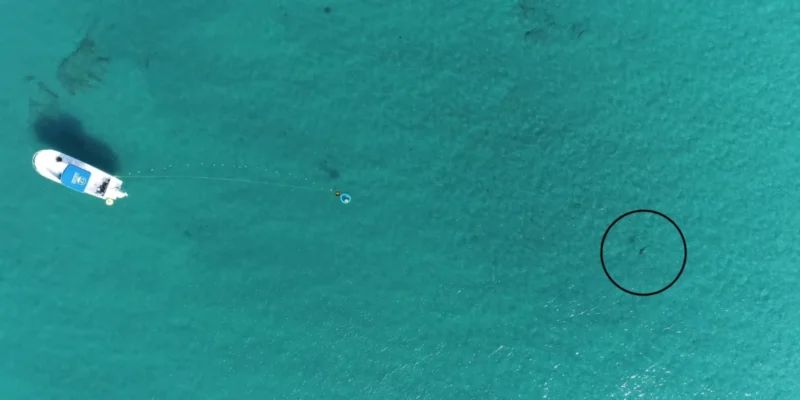 Drone view of the experimental setup off Florida, with a boat, an underwater loudspeaker and a shark marked by a black circle.