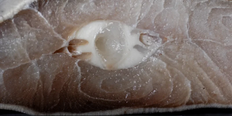 Cross-section of shark meat with visible white cartilage