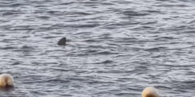 Dorsal fin of a shark at the surface off Radazul