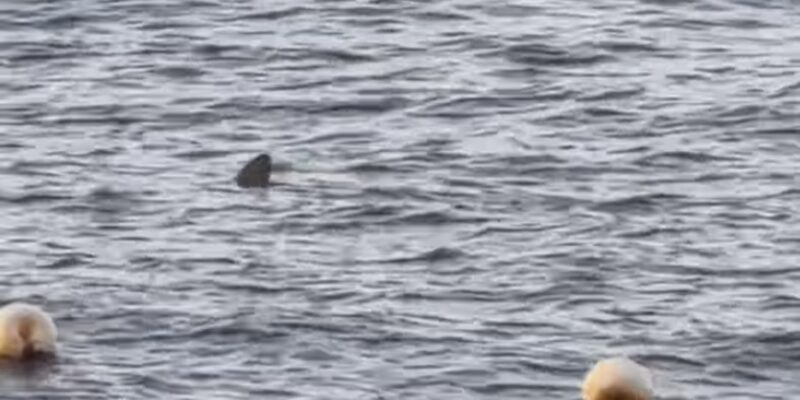Dorsal fin of a shark at the surface off Radazul