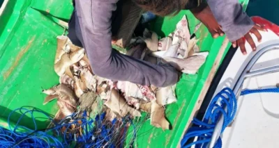 Sharks cut up on a fishing boat