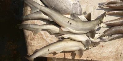 Landed sharks at Kakinada fish market in India