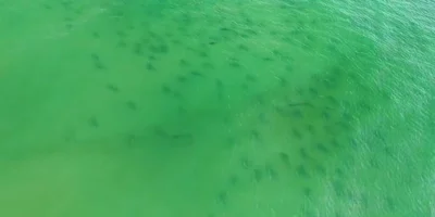 Drone view of a large shark aggregation in green coastal water off Masonboro Island