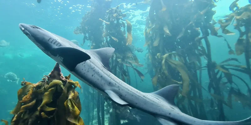 Sharptooth houndshark Triakis megalopterus