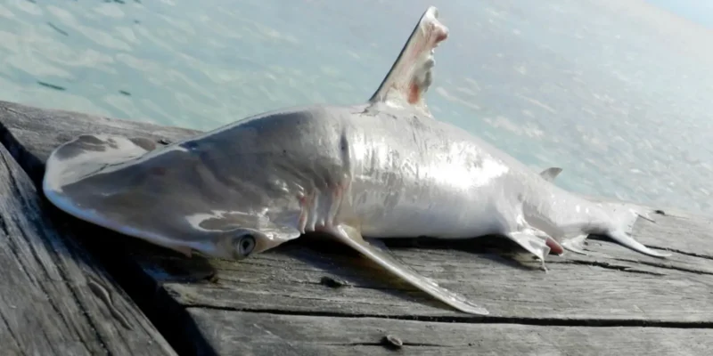 Shovelbill shark - Sphyrna alleni