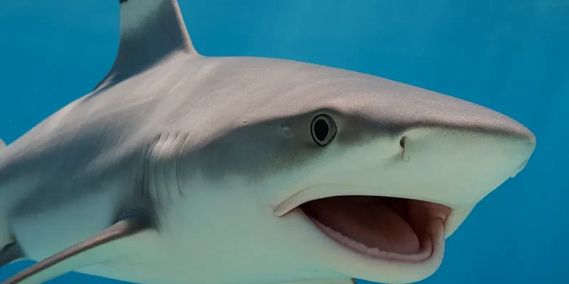 Blacktip reef shark without teeth