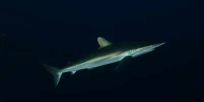 Silky shark Carcharhinus falciformis against a black background