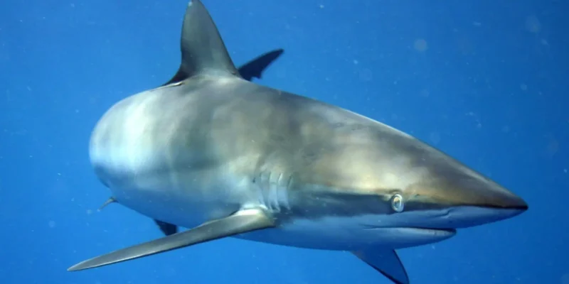 Silky shark Carcharhinus falciformis off Cuba