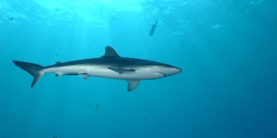 Silky shark beneath a drifting fish aggregating device off the Seychelles