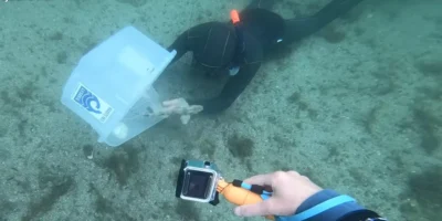 Small-spotted catshark being released near Lysekil