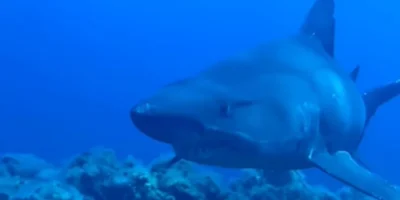 Four-metre female smalltooth sand tiger off El Hierro