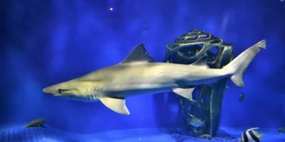 Smalltooth sand tiger Odontaspis ferox in an aquarium