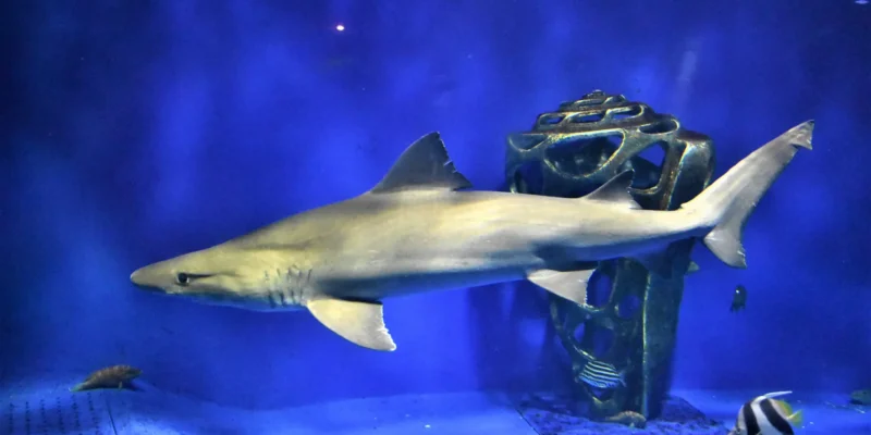 Smalltooth sand tiger Odontaspis ferox in an aquarium