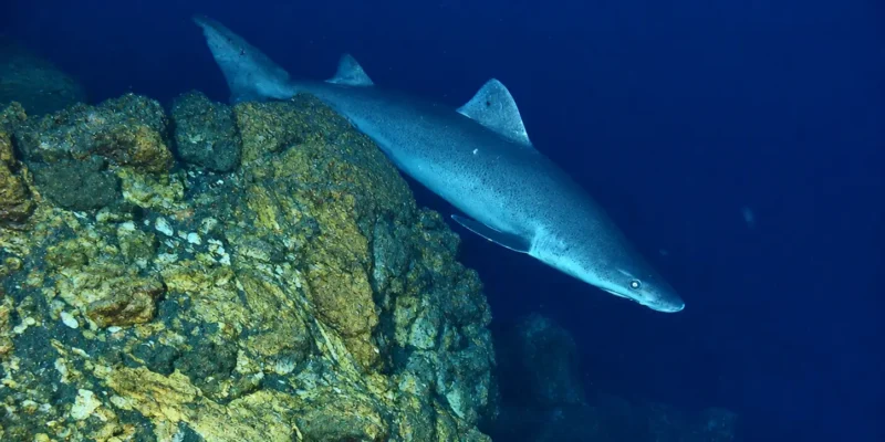 Smalltooth sand tiger Odontaspis ferox swimming over a deep rocky reef
