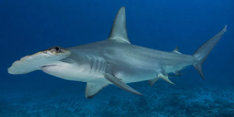 Smooth hammerhead shark Sphyrna zygaena