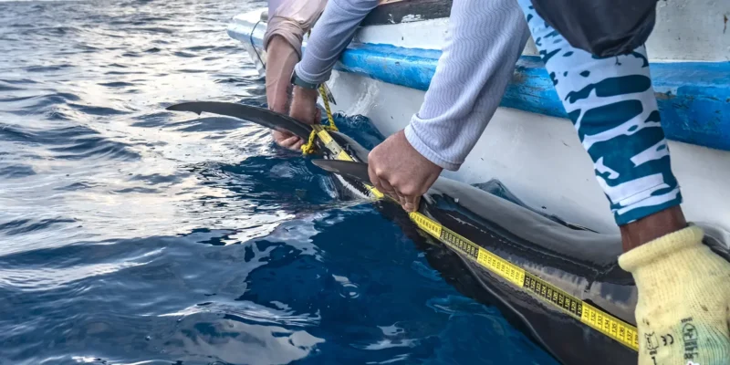 Smooth hammerhead shark Sphyrna zygaena measured by Greenpeace beside an inflatable boat