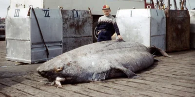 A caught Greenland shark lies on a quay in front of a child and a ship.
