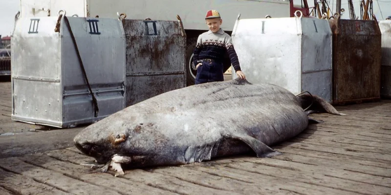A caught Greenland shark lies on a quay in front of a child and a ship.