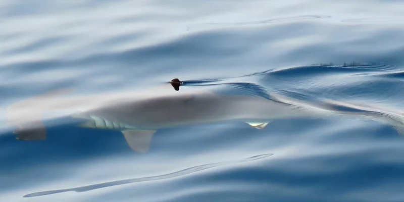 Smooth hammerhead (Sphyrna zygaena) at the sea surface