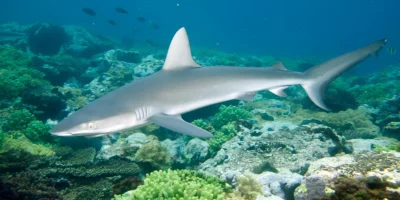 Spinner shark Carcharhinus brevipinna