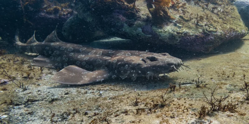 Spotted wobbegong Orectolobus maculatus