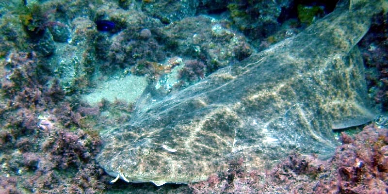 Angelshark off Lanzarote; illustrative photograph, not the animal seen in Tuscany.
