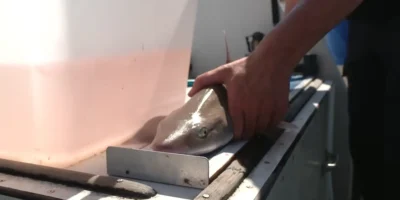 Starry smooth-hound examined and tagged on board